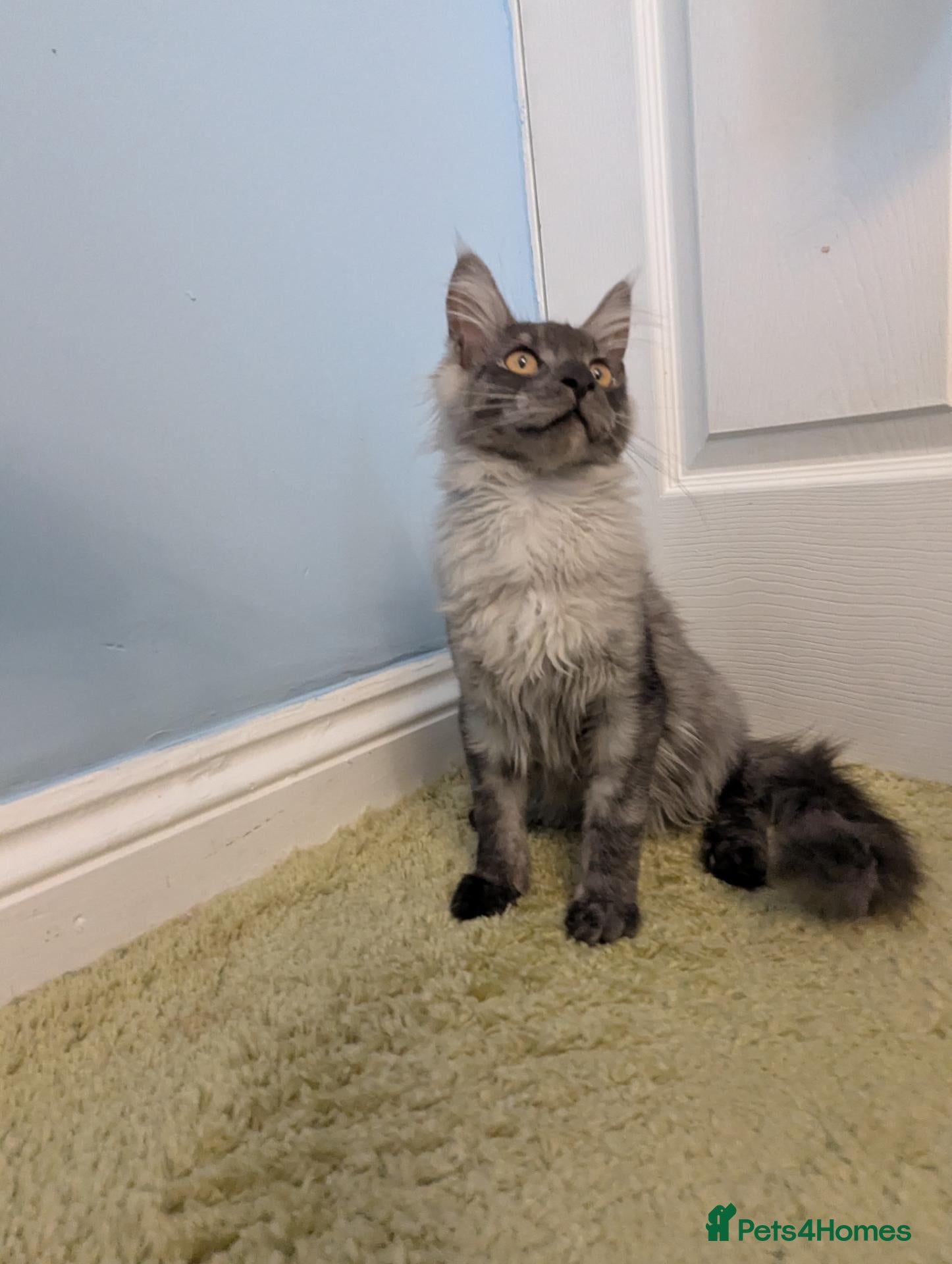 Maine Coon cats Maine Coon Pedigree Kittens  - Advert 1