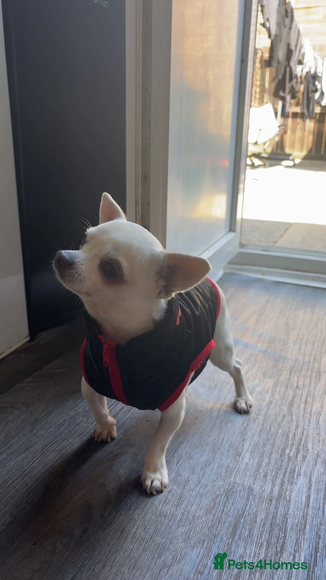 Chihuahua dogs for sale: Chihuahua for sale - Advert 1