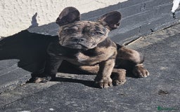 Mixed Breed dogs for sale: Frenchie x - Image 3