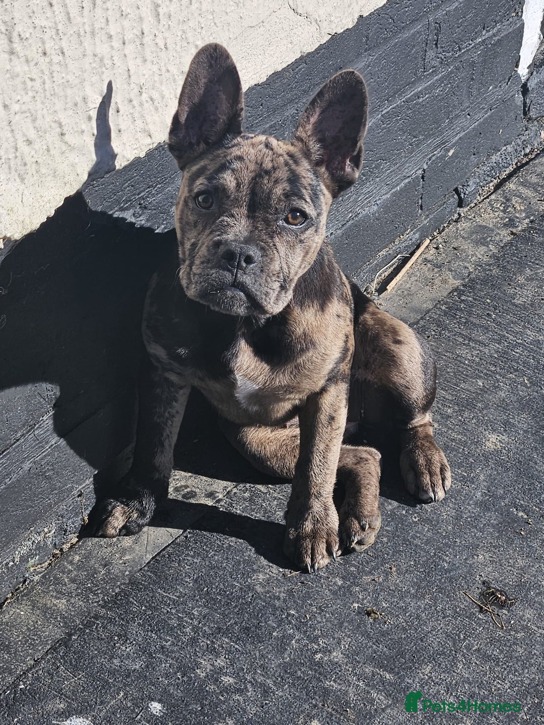 Mixed Breed dogs for sale: Frenchie x - Image 3