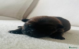 Chow Chow dogs for sale: Gorgeous Chow Chow Puppies Raised in a loving Home - Image 9