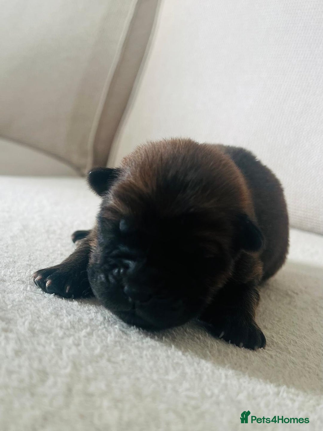 Chow Chow dogs for sale: Gorgeous Chow Chow Puppies Raised in a loving Home - Image 9