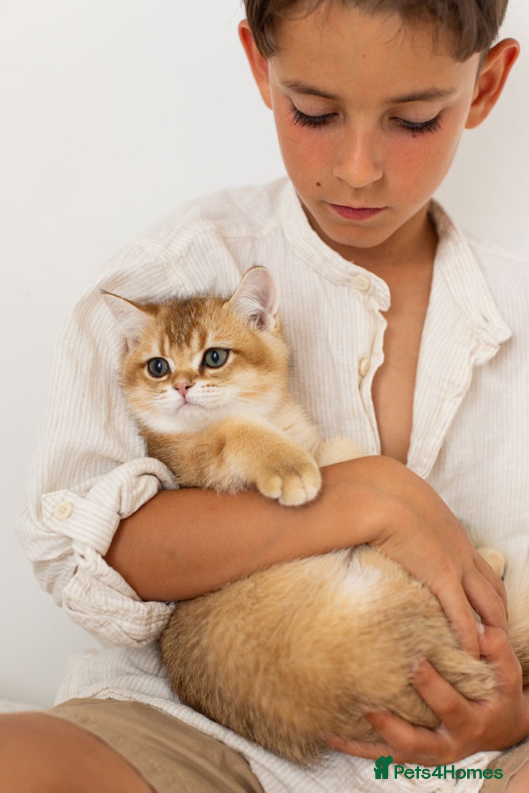 British Shorthair cats for sale: Ready now gorgeus Golden British SH male kitten - Image 7