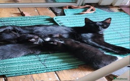 British Shorthair cats for sale: Two cute and cuddly little girl kittens - Image 12