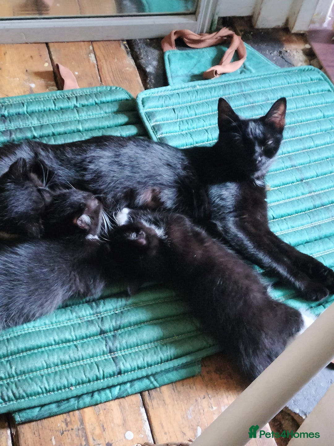 British Shorthair cats for sale: Two cute and cuddly little girl kittens - Image 12