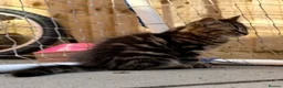 Persian cats for sale: READY TO LEAVE- OPEN TO OFFERS - Advert 2