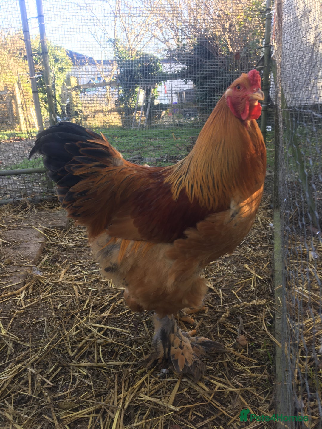 Chickens poultry for sale: Blue buff Colombian Brahma cockerel, purebred - Advert 2