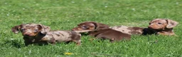 Miniature Dachshund dogs for sale: Ready now! Miniature dachshund puppies  - Advert 8