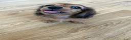Miniature Dachshund dogs for sale: Beautiful miniature long hair dachshund  - Advert 4
