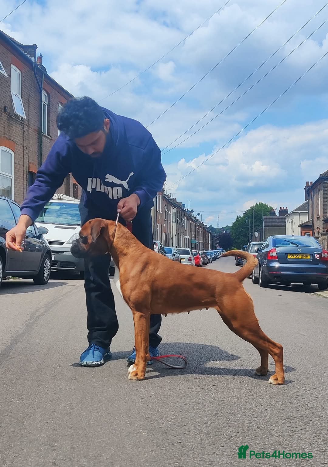 Boxer dogs for sale: Champion Sired KC Reg boxer puppies available - Image 17