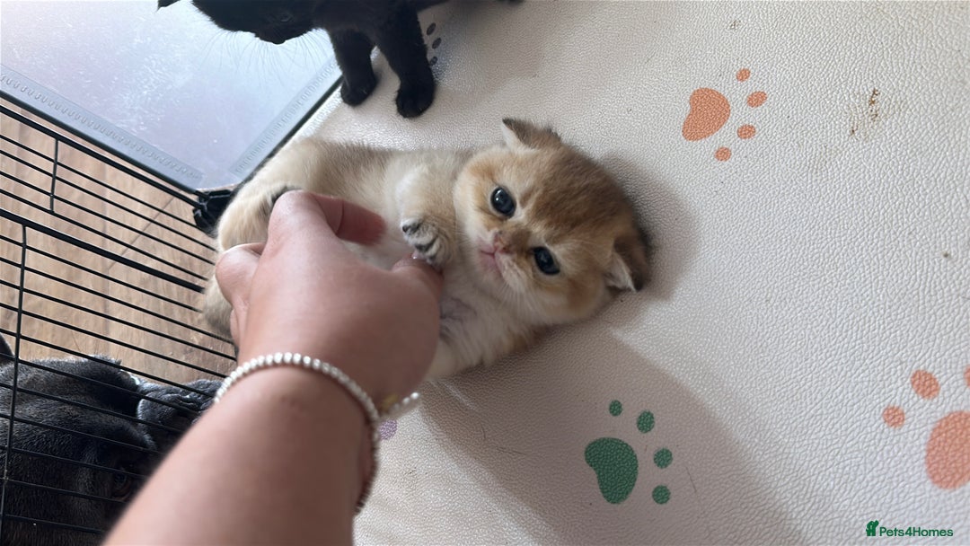 Scottish Fold cats for sale: 🐾Golden Teddy Bears – Ready for Reservation - Image 9