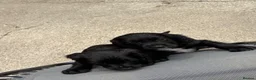 Cocker Spaniel dogs for sale: Cocker spaniel puppies in Bishop Auckland - Advert 10