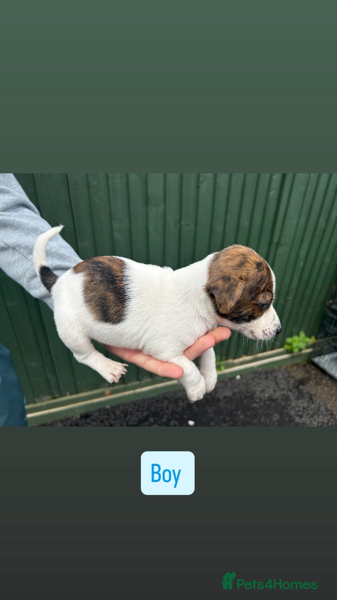Jack Russell dogs for sale: Jack Russell puppies  in Oxford - Advert 7