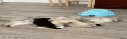 Ragdoll cats for sale: Ragdoll/Cherubim blue eyed kittens in Hinckley - Advert 12