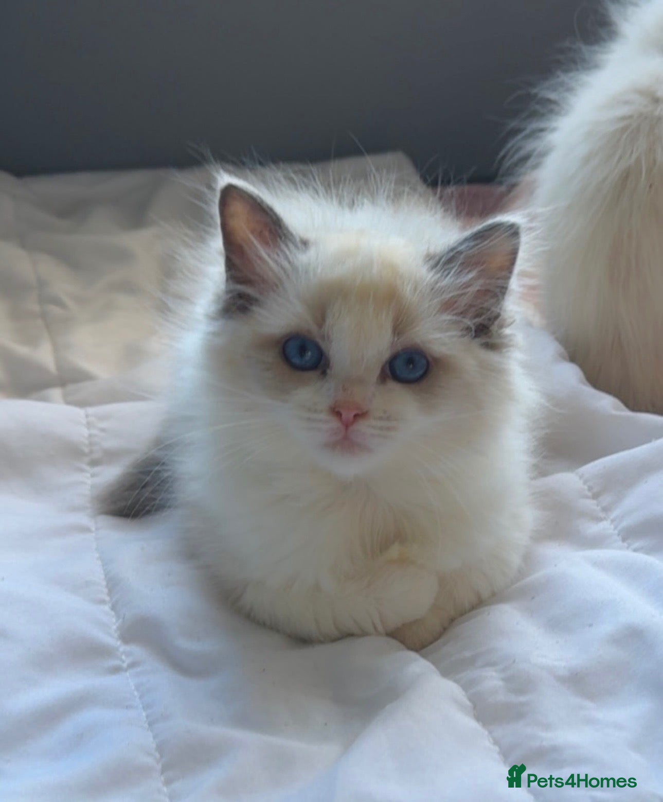 Ragdoll cats Ragdoll kittens - Advert 2