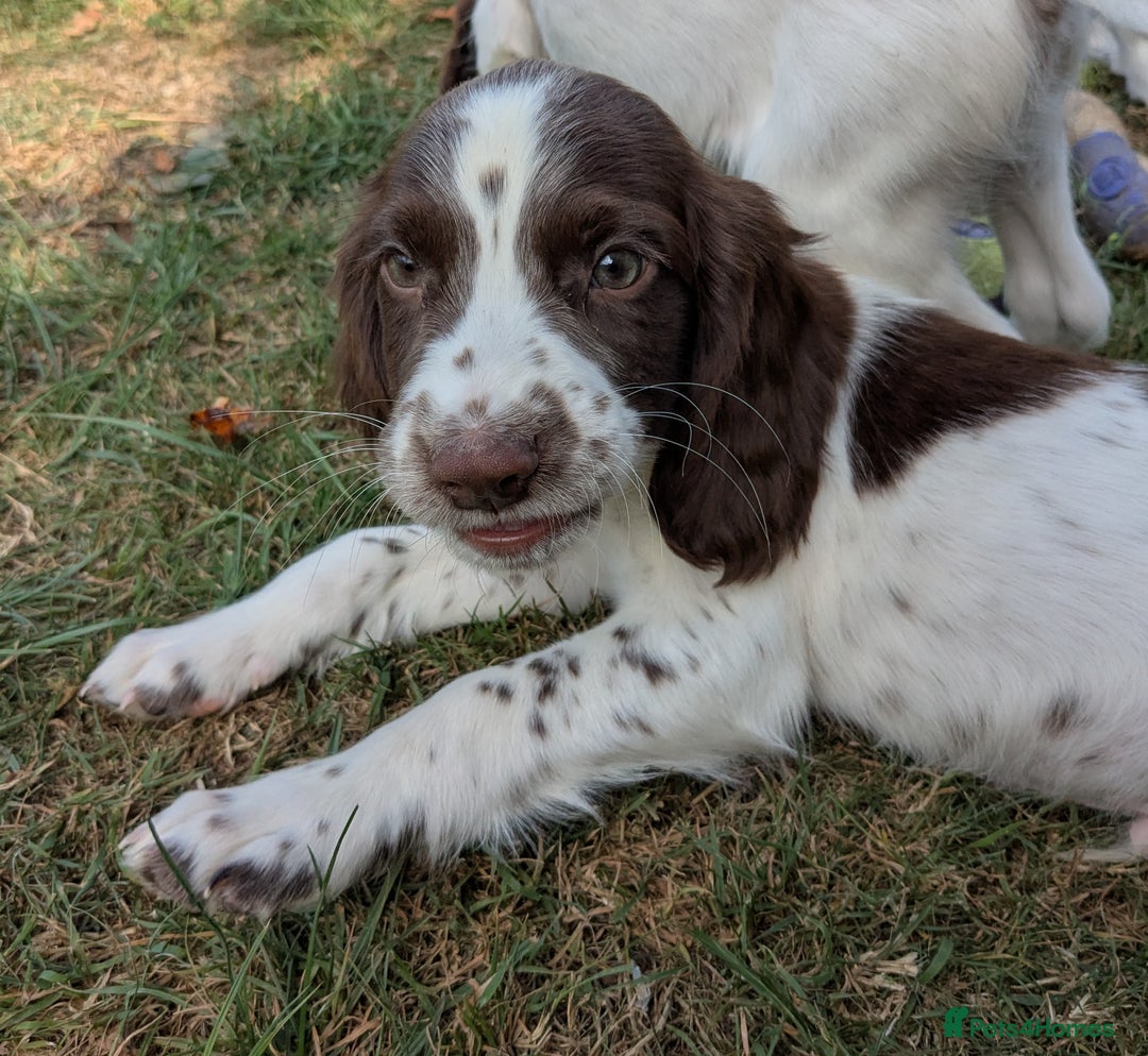 English Springer Spaniel dogs for sale: 2025 FTCH ROSEBAY BLUE,WELL MARKED LITTER ESS PUPS - Image 12
