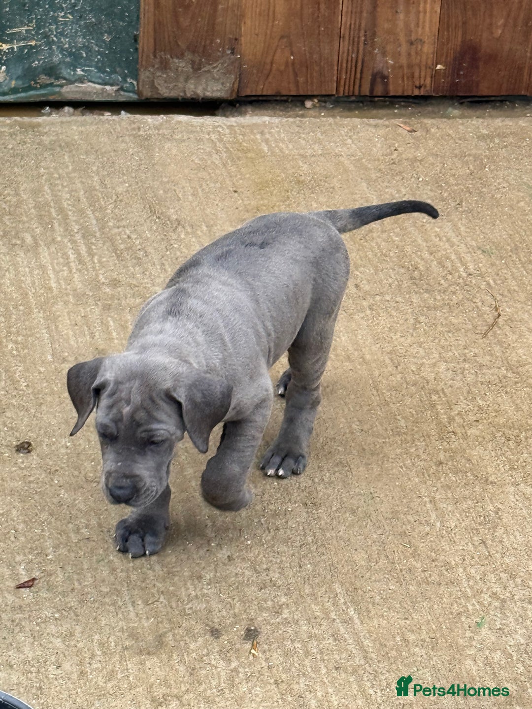 Great Dane dogs for sale: Great Dane puppies looking for forever homes  - Image 14