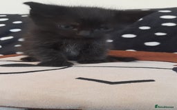 Mixed Breed cats for sale: Kittens  - Image 15