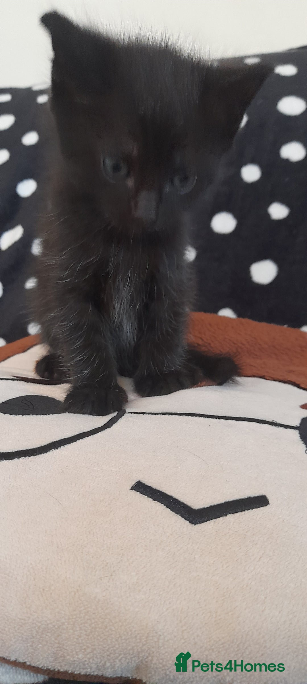 Mixed Breed cats for sale: Kittens  - Image 15