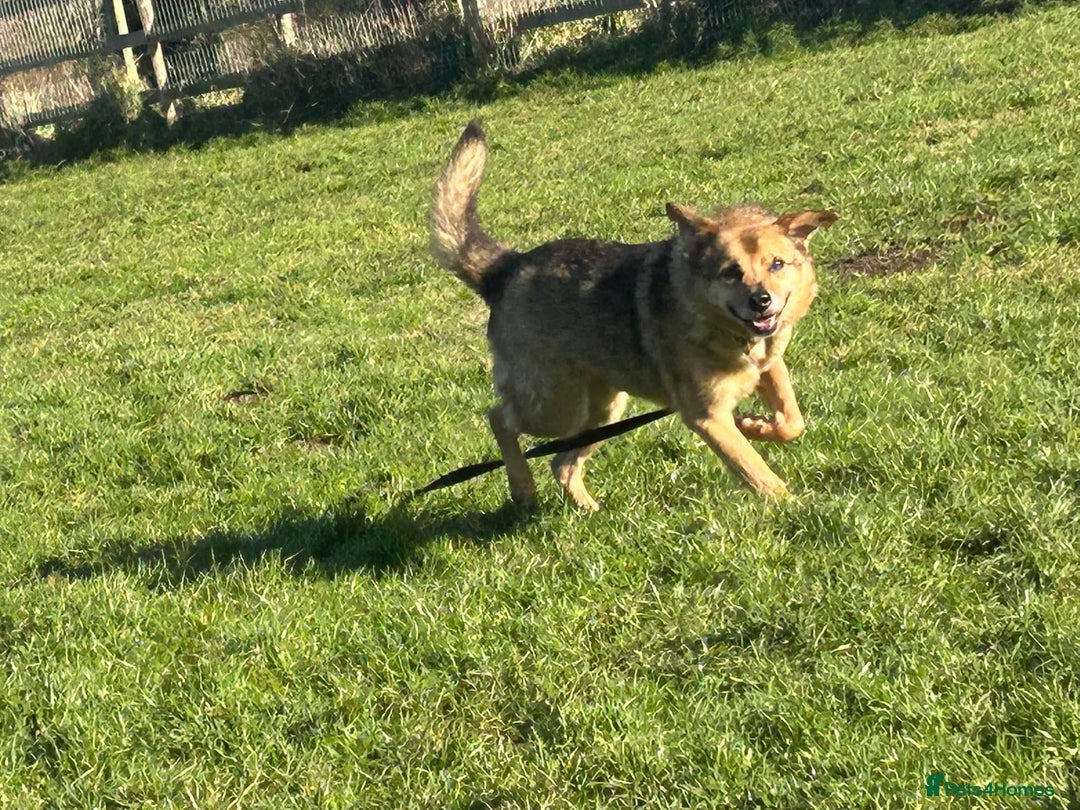Mixed Breed dogs for adoption: Einstein - Norwich Norfolk  in Norwich - Image 11