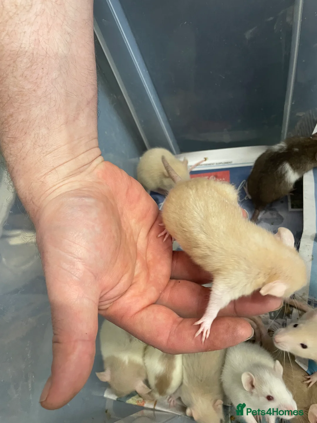 Rat rodents for sale: Baby rats for sale - Advert 1