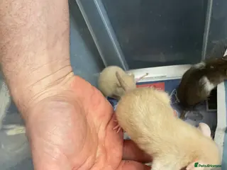 Rat rodents Baby rats for sale - Advert 6