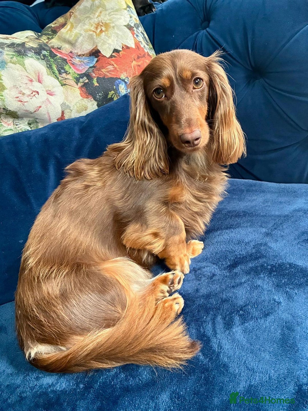 Miniature Dachshund dogs for sale: Family owned miniature longhaired dachshunds - Image 19