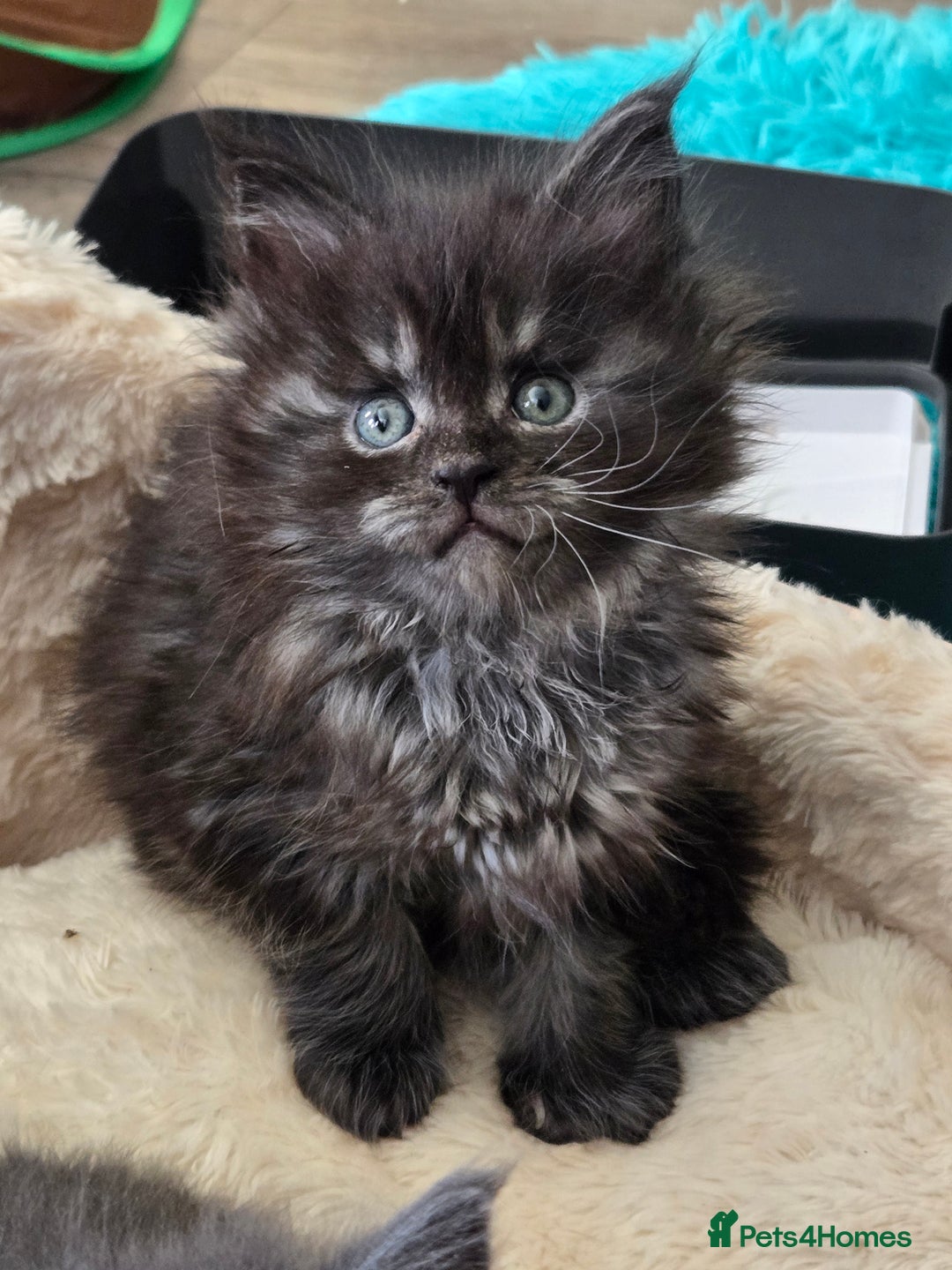 Maine Coon cats for sale: ✨✨ POLLYDACTYL MC  TiCA REG - Advert 2