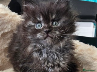 Maine Coon cats ✨✨✨Reserve now..✨✨✨ POLLYDACTYL 6666 MAIN COONS - Advert 13