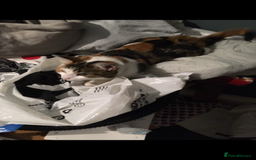 British Shorthair cats for sale: British short haired cats  - Image 3