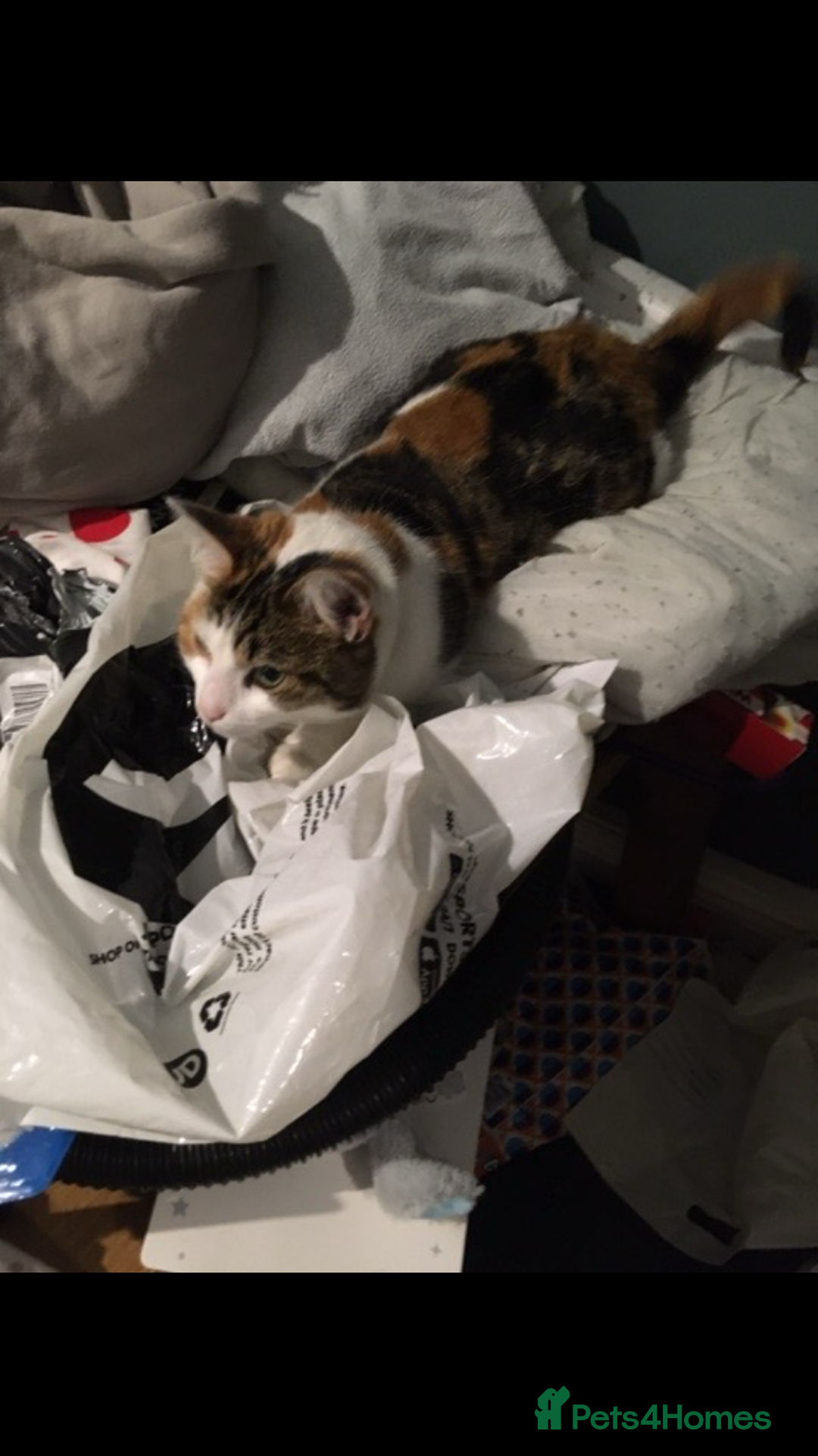 British Shorthair cats for sale: British short haired cats  - Image 3