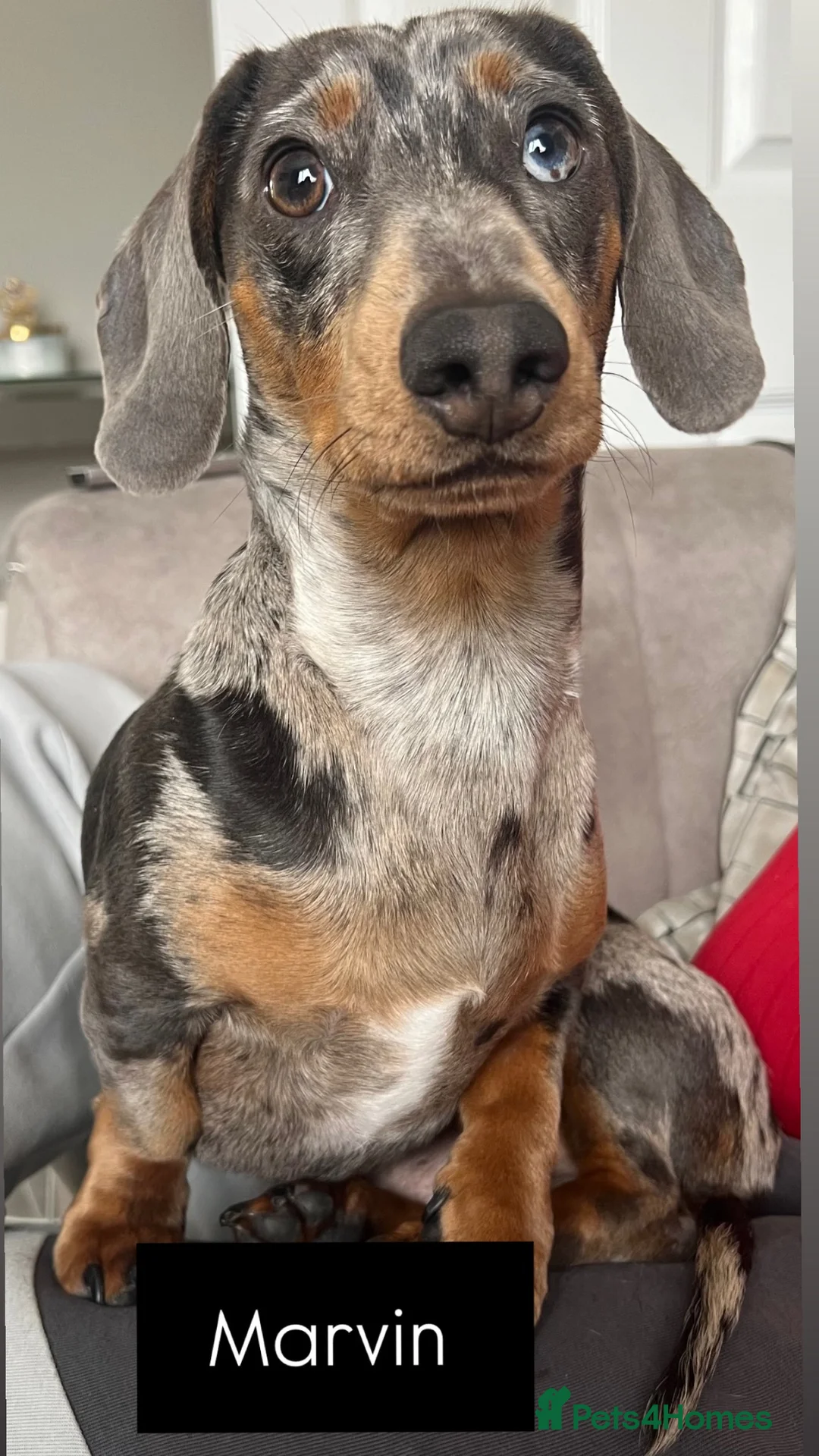 Miniature Dachshund dogs for stud: STUD Marvin Isabella Dapple Miniature Dachshund  - Advert 6