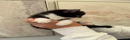 Mixed Breed cats for sale: Beautiful black & white kittens for sale  - Advert 15