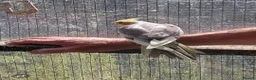 Cockatiels birds for sale: YOUNG COCKATIELS FOR SALE  - Advert 5