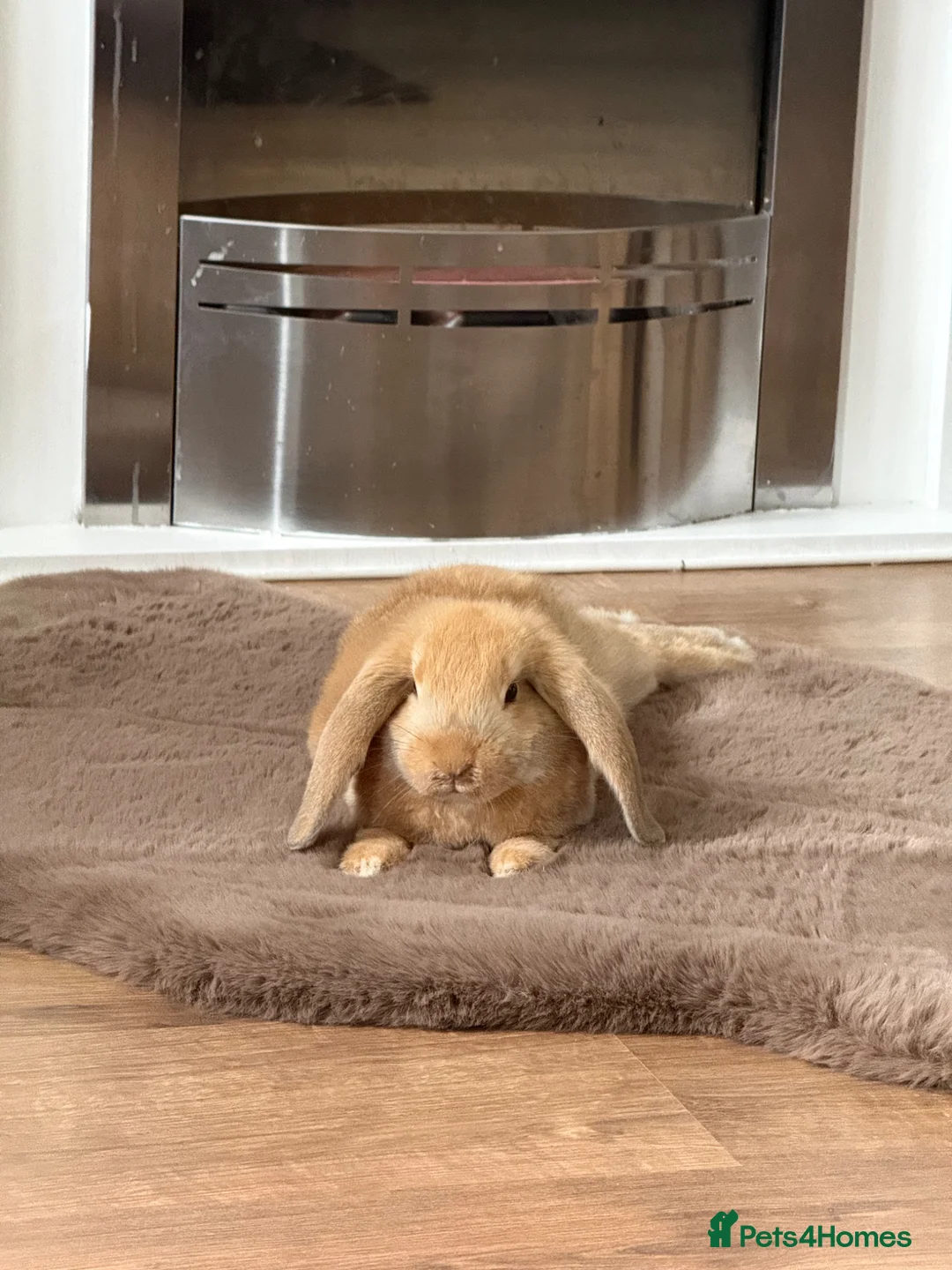 Mini Lop rabbits for sale: 2 Adorable Baby Lop Rabbits for Sale - Advert 1