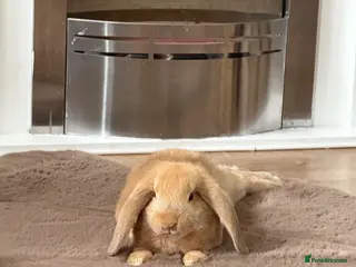 Mini Lop rabbits 2 Adorable Baby Lop Rabbits for Sale - Advert 14