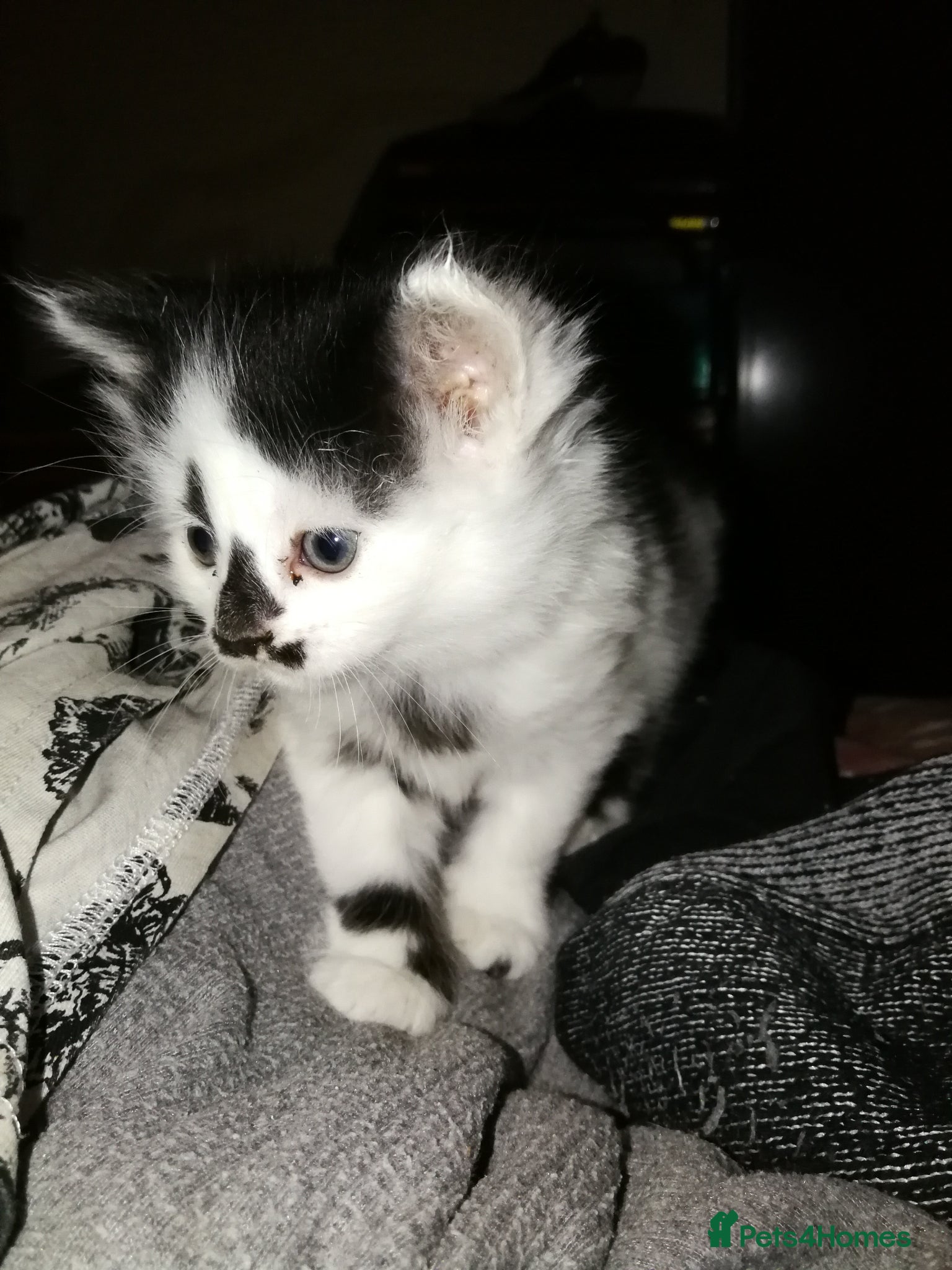 Maine Coon cats 🐱🐱 Kittens Available🐱🐱  - Advert 18