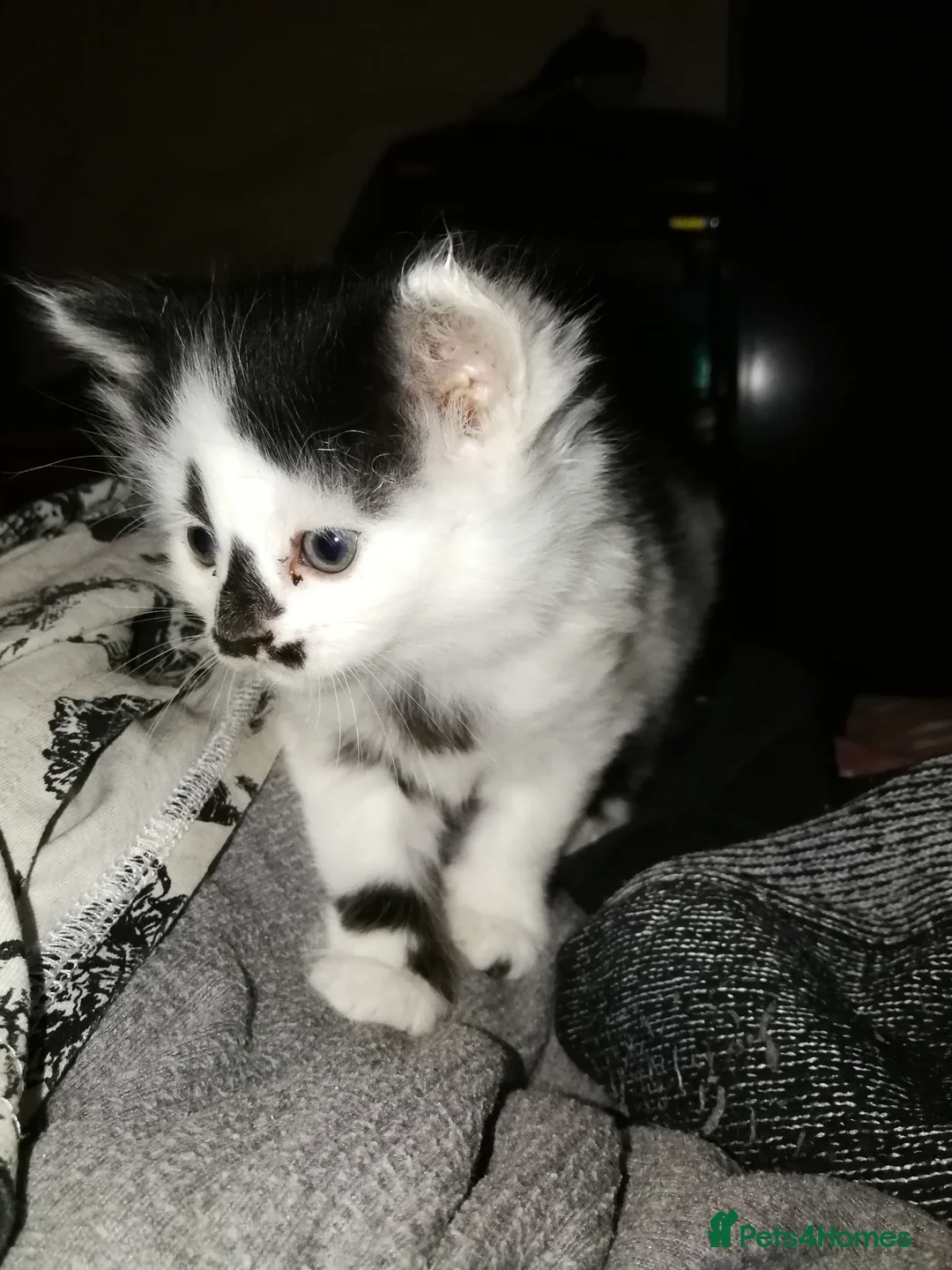 Maine Coon cats for sale: 🐱🐱 Kittens Available🐱🐱  - Advert 1