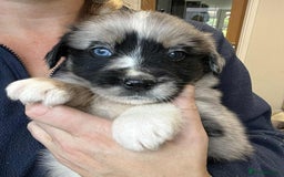 Golden Retriever dogs for sale: Beautiful Golden Retriever x Border Collies Pups - Image 2