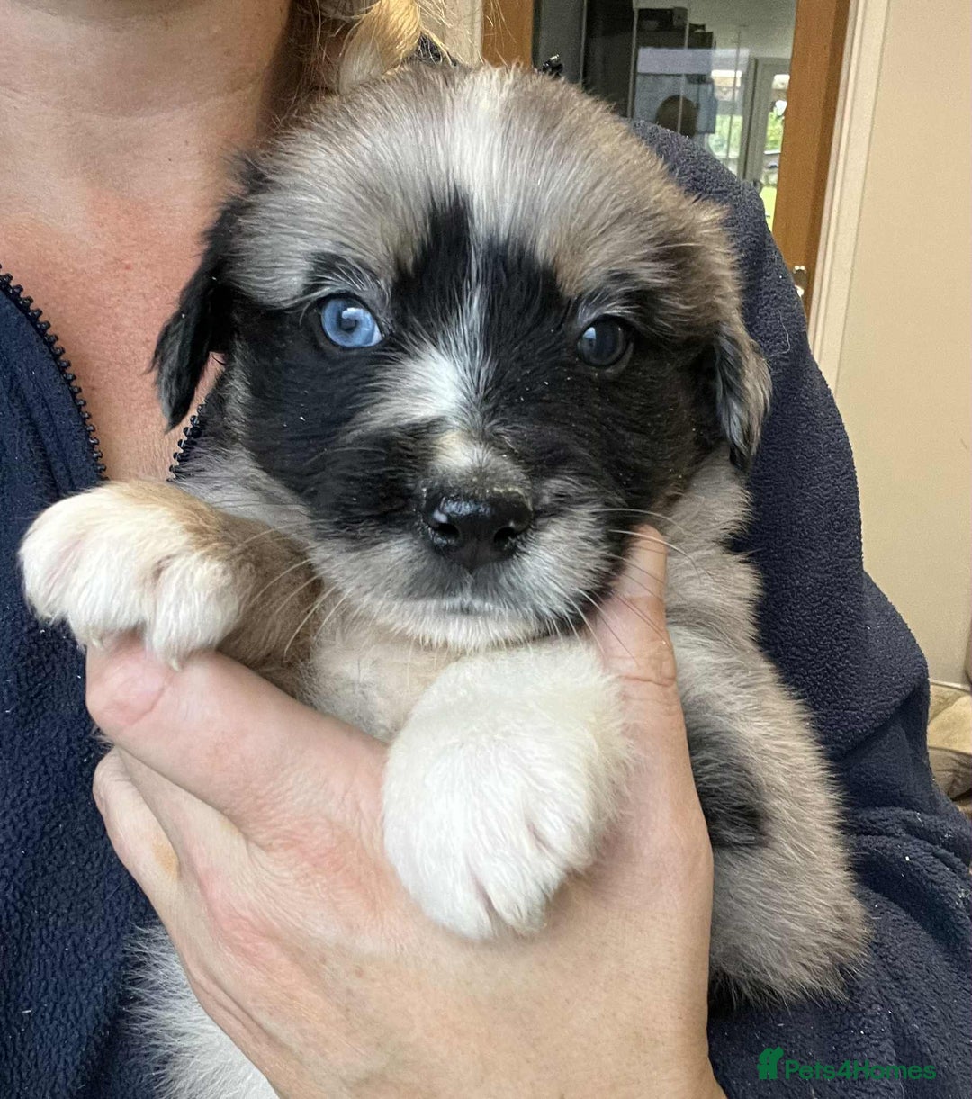 Golden Retriever dogs for sale: Beautiful Golden Retriever x Border Collies Pups - Image 2