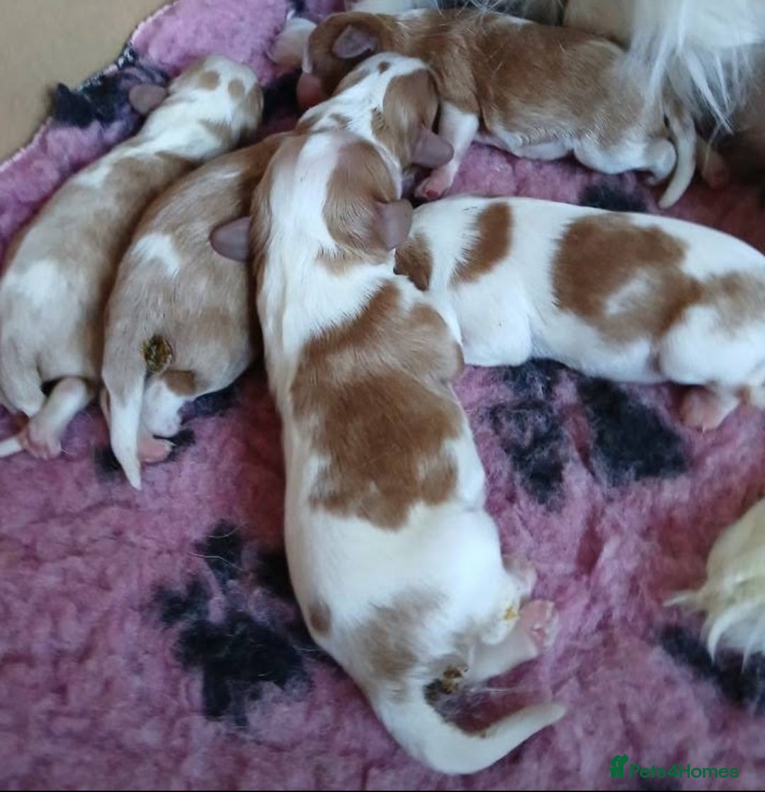 Cavalier King Charles Spaniel dogs for stud: CKCS For Stud in Waterlooville - Image 4