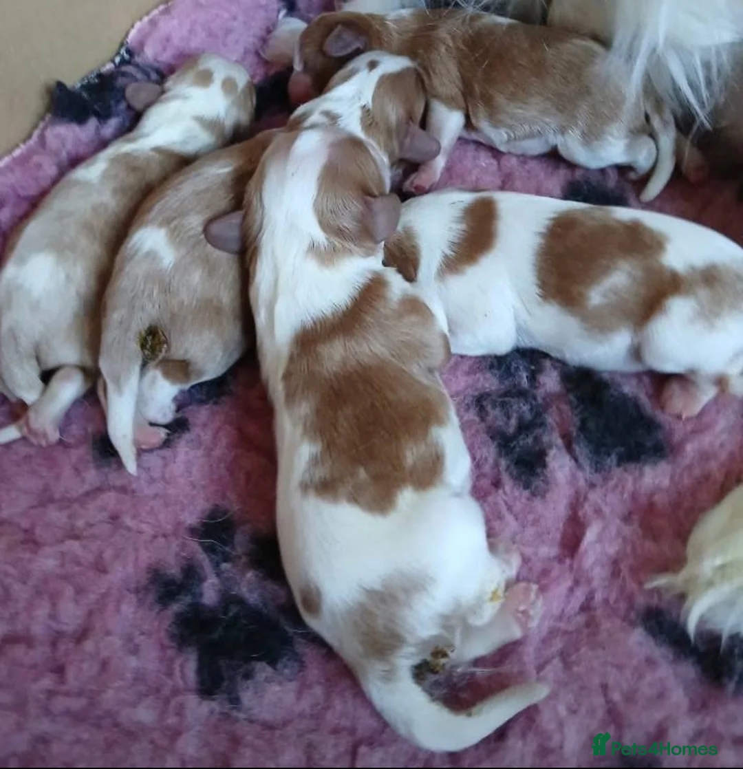 Cavalier King Charles Spaniel dogs for stud: CKCS For Stud in Waterlooville - Advert 4
