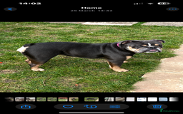 English Bulldog dogs for sale: 2 year old female English bulldog  - Image 3