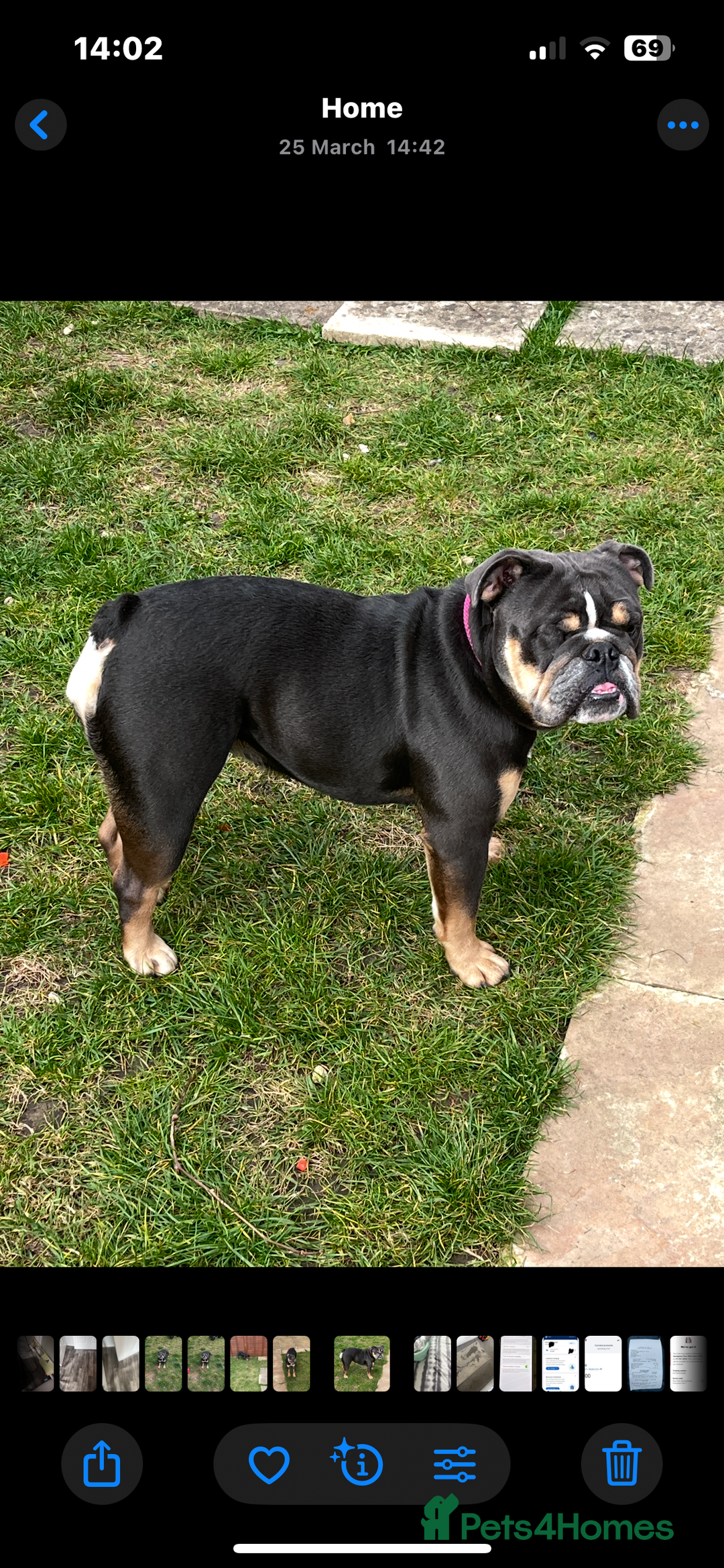 English Bulldog dogs for sale: 2 year old female English bulldog  - Image 3
