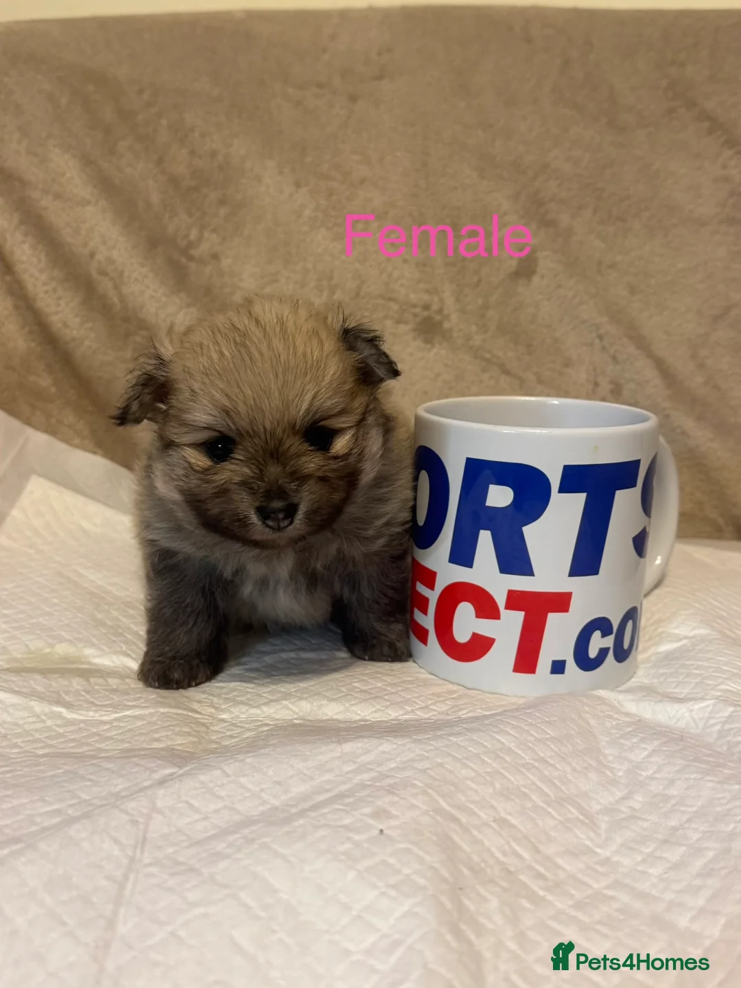 Pomeranian dogs for sale: 🐾Fluffy Little Pomeranians for sale🐾 - Advert 8