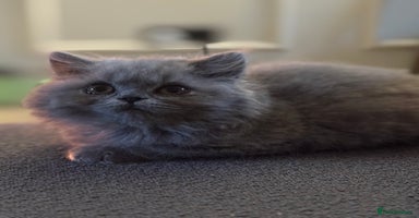 British Shorthair cats - Advert 4