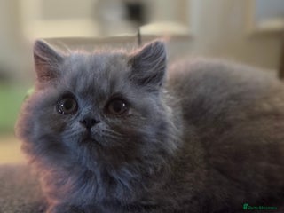 British Shorthair cats - Advert 29