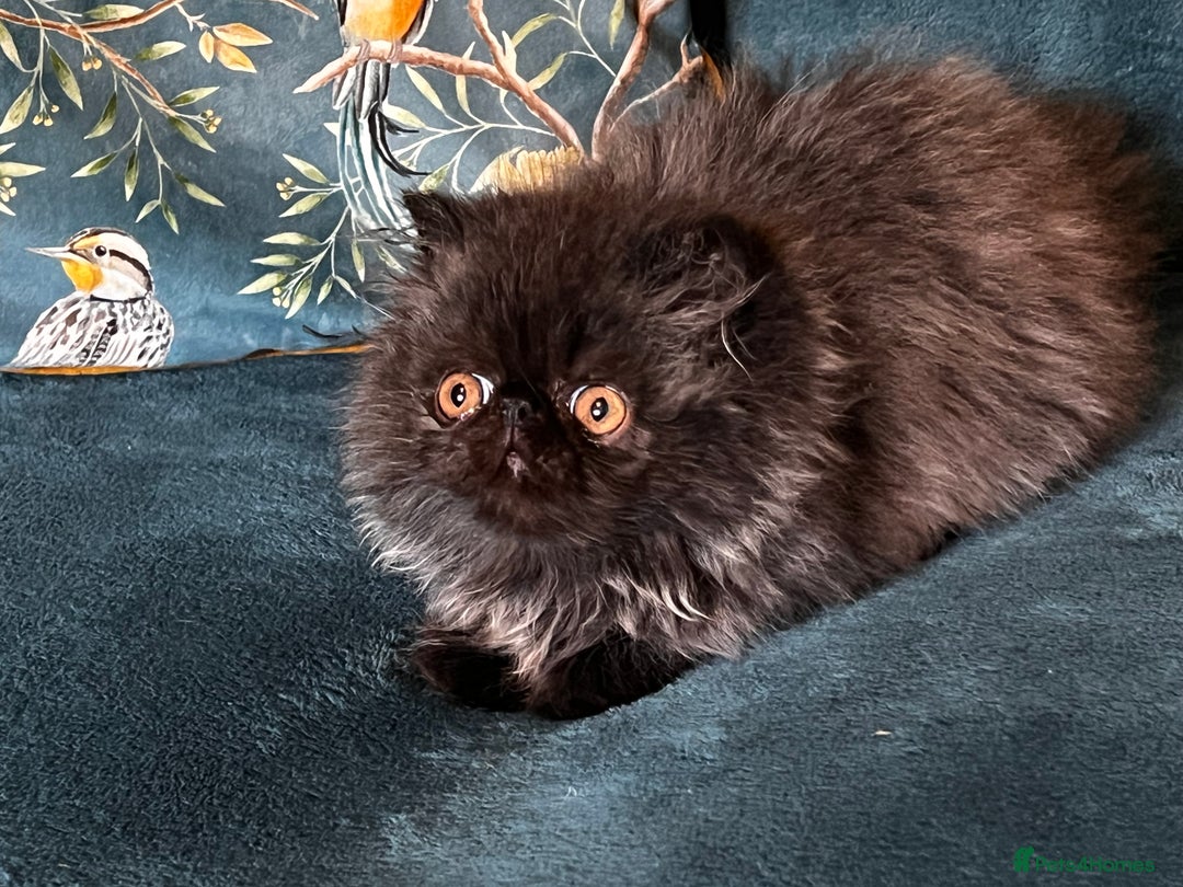 Persian cats for sale: Beautiful Pedigree Persian Little Man Available - Image 6