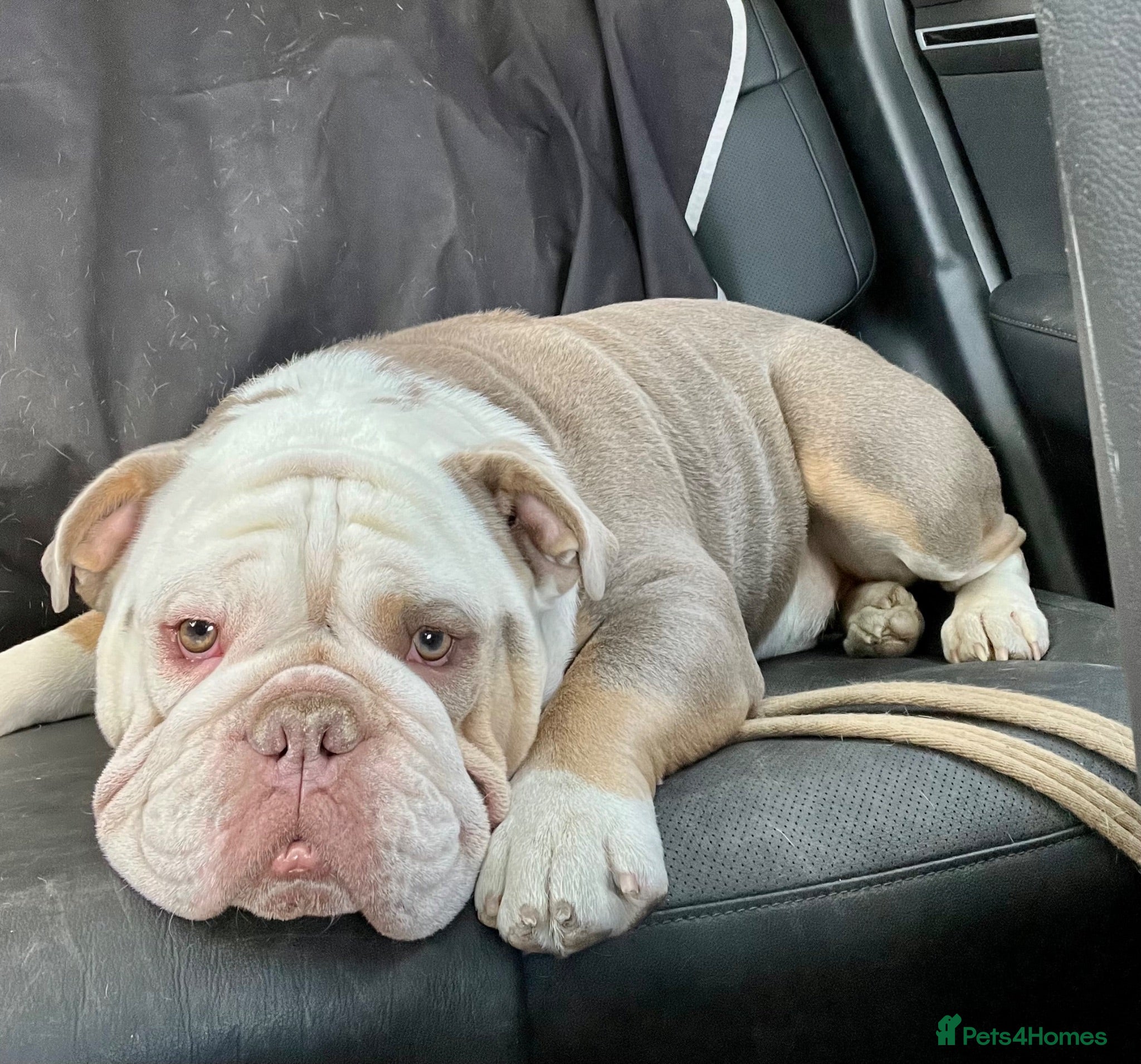 English Bulldog dogs English Bulldog for rehoming - Advert 2