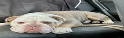 English Bulldog dogs for sale: English Bulldog for rehoming - Advert 1